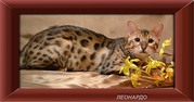Развязанный бенгальский кот