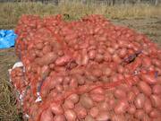 Картофель урожая 2011г красных сортов в Краснодаре