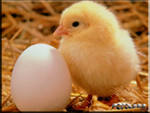 Продаю инкубационное яйцо птицы