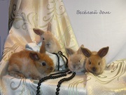 Кролики - Карликовй Баран