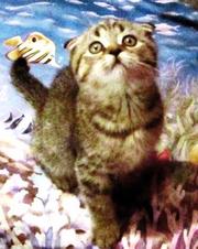 Прекрасный клубный котик скоттиш-фолд, 2 мес. брид-класса,  окрас Вискас 