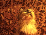 Продается котенок девочка,  порода – персидская.