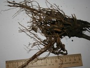Эхинацея пурпурная (лекарственная) свежий корень на посадку 