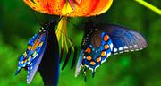 Тропические Живые Бабочки изАмазонки