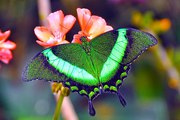 Тропические Живые Бабочки из  Тайланда