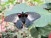 Тропические Живые Бабочки из  Пакистана