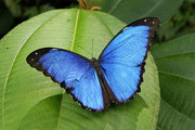 Тропические Живые Бабочки из Амазонки