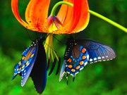 Яркие Живые Бабочки из  Африки