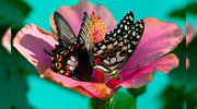 Восхитительные Живые Бабочки из  Чили