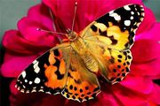 Яркие Живые Бабочки изИндонезии