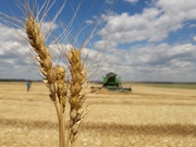 Семена озимой пшеницы скороспелый сорт Еланчик