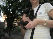 Дарю черного котенка!!!!!! СРОЧНО!!!!!